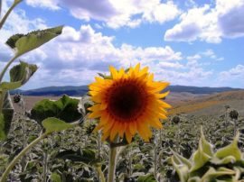 Foto girasole toscana siena marinakima mediajob.eu